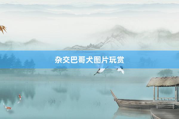 杂交巴哥犬图片玩赏